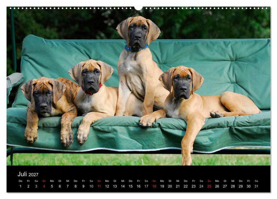 Deutsche Dogge 2027 (CALVENDO Premium Wandkalender 2027)