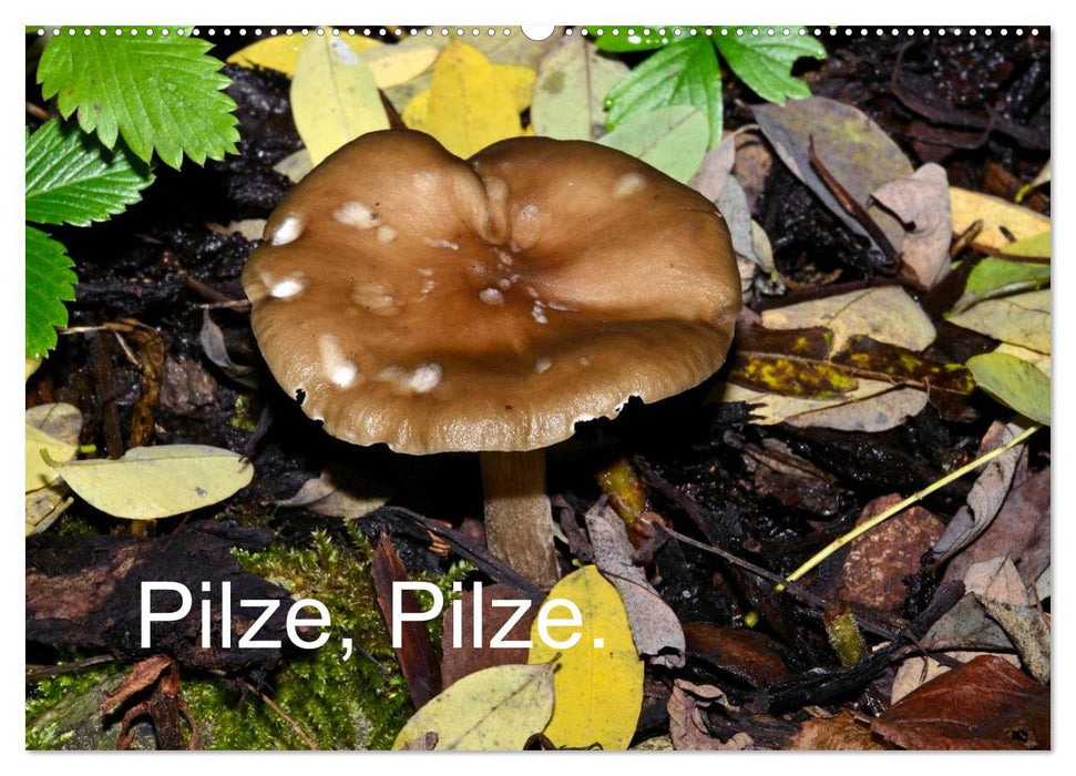 Pilze, Pilze (CALVENDO Wandkalender 2027)