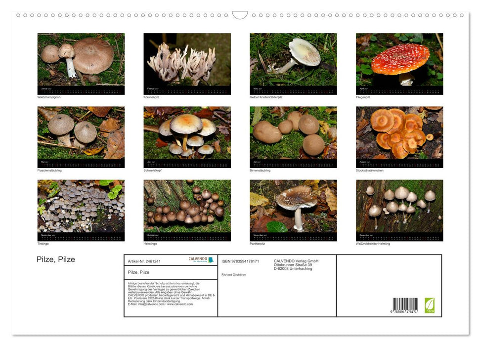 Pilze, Pilze (CALVENDO Wandkalender 2027)