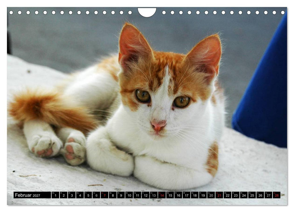 Griechische Katzen (CALVENDO Wandkalender 2027)