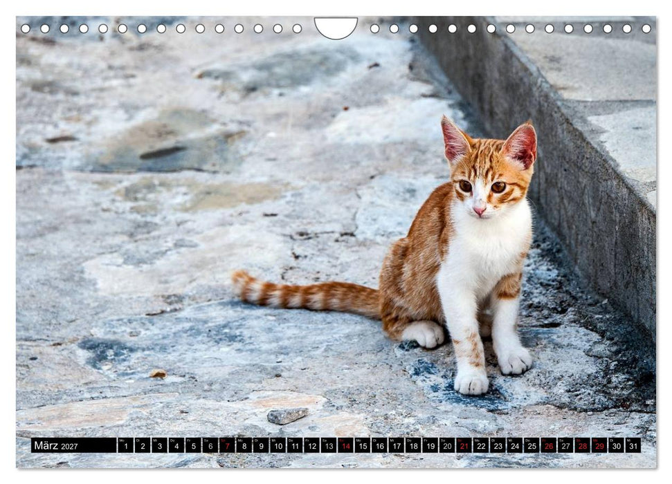 Griechische Katzen (CALVENDO Wandkalender 2027)