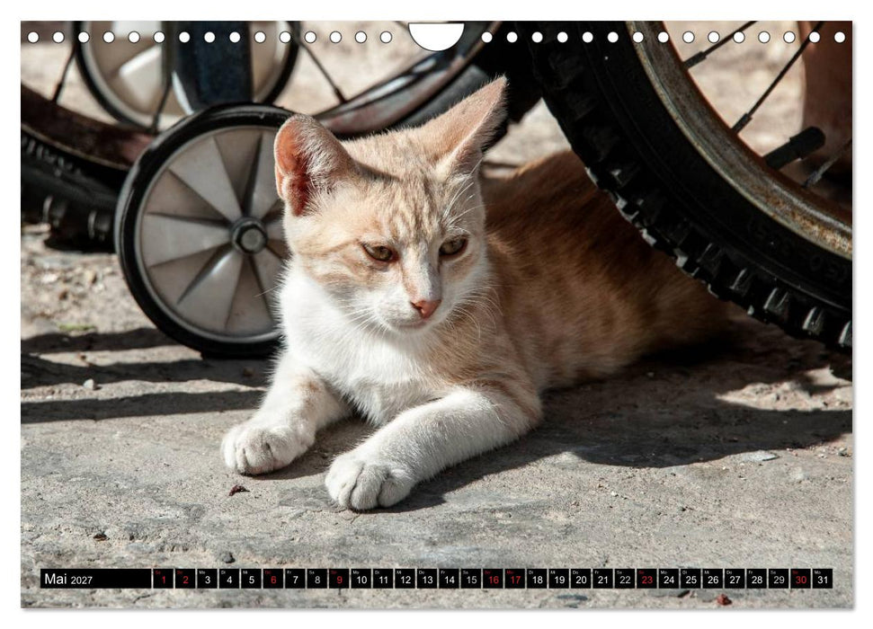 Griechische Katzen (CALVENDO Wandkalender 2027)