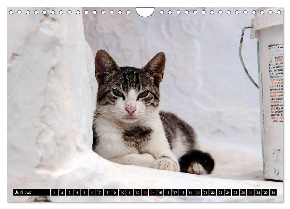 Griechische Katzen (CALVENDO Wandkalender 2027)