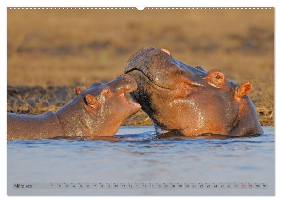 Flusspferde Magie des Augenblicks - Hippos in Afrika (CALVENDO Wandkalender 2027)