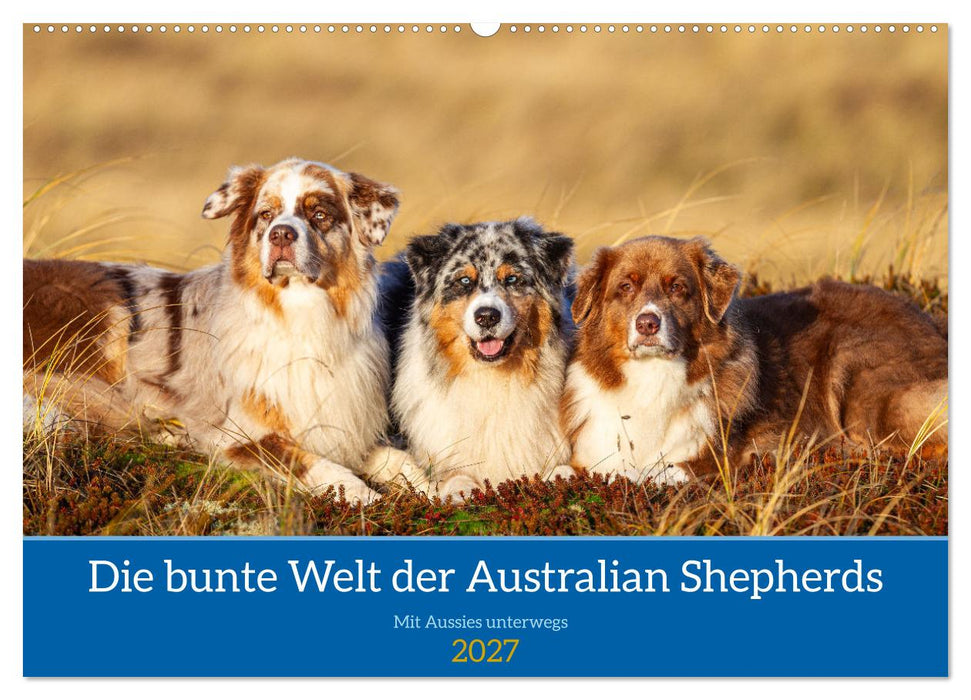 Mit Aussies unterwegs - Die bunte Welt der Australian Shepherds (CALVENDO Wandkalender 2027)