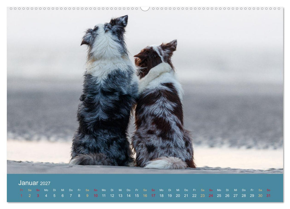 Mit Aussies unterwegs - Die bunte Welt der Australian Shepherds (CALVENDO Wandkalender 2027)