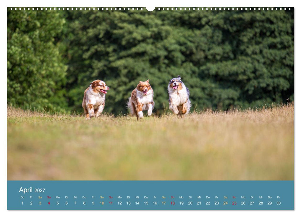 Mit Aussies unterwegs - Die bunte Welt der Australian Shepherds (CALVENDO Wandkalender 2027)