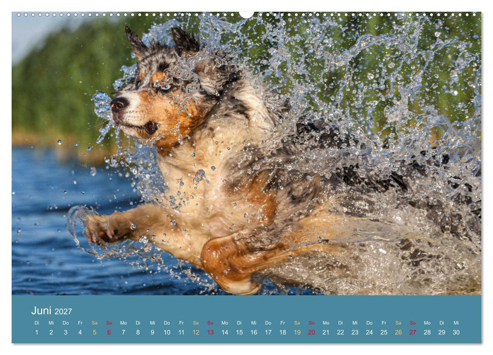 Mit Aussies unterwegs - Die bunte Welt der Australian Shepherds (CALVENDO Wandkalender 2027)