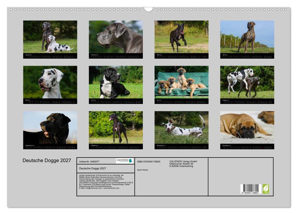 Deutsche Dogge 2027 (CALVENDO Wandkalender 2027)
