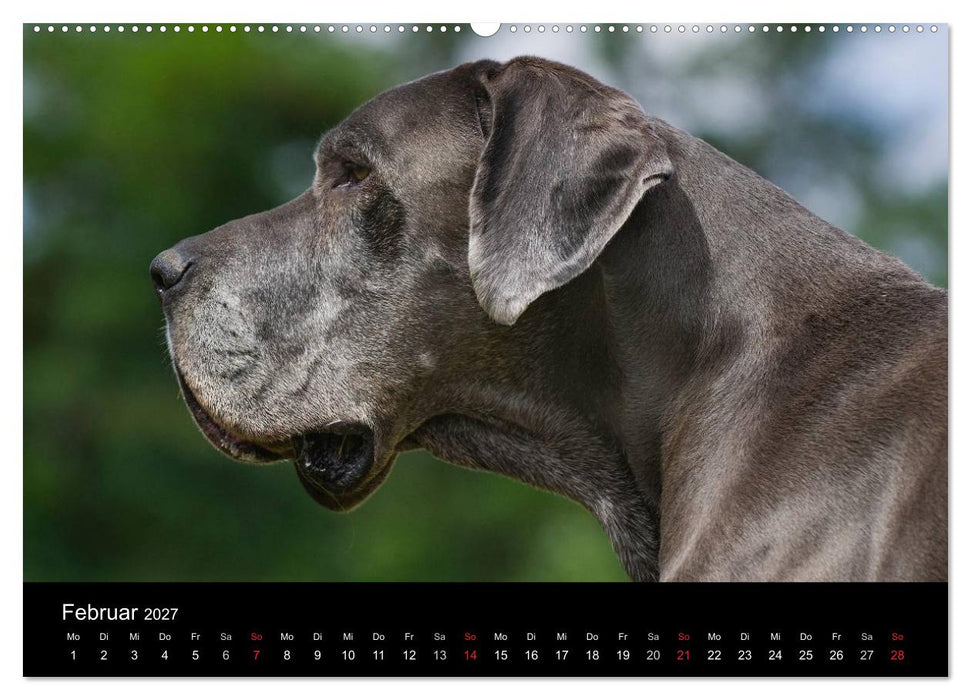 Deutsche Dogge 2027 (CALVENDO Wandkalender 2027)