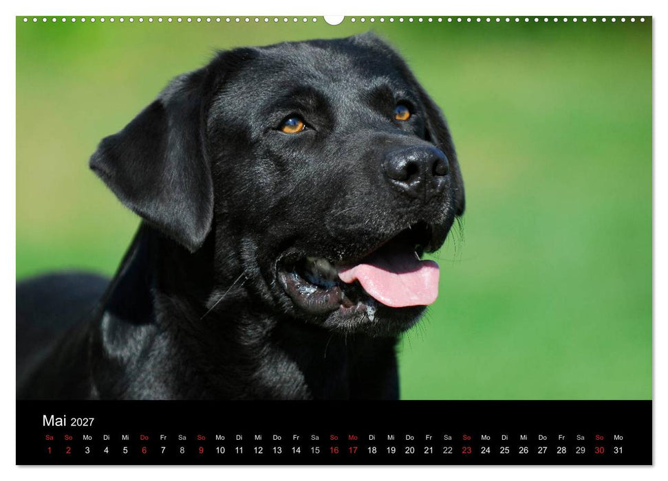 Labrador Retriever 2027 (CALVENDO Premium Wandkalender 2027)