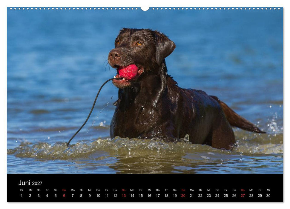 Labrador Retriever 2027 (CALVENDO Premium Wandkalender 2027)