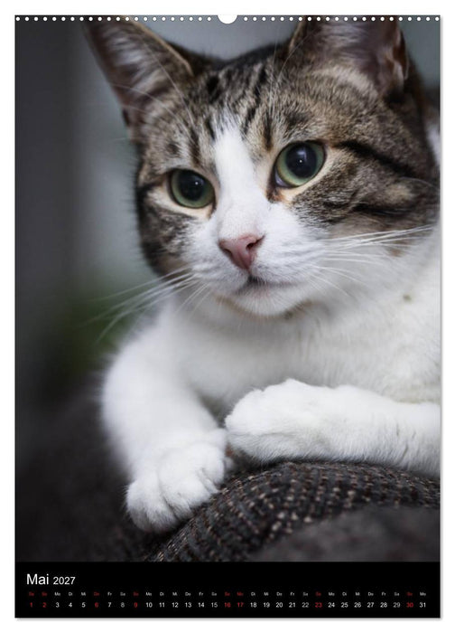 Stubentiger (CALVENDO Premium Wandkalender 2027)