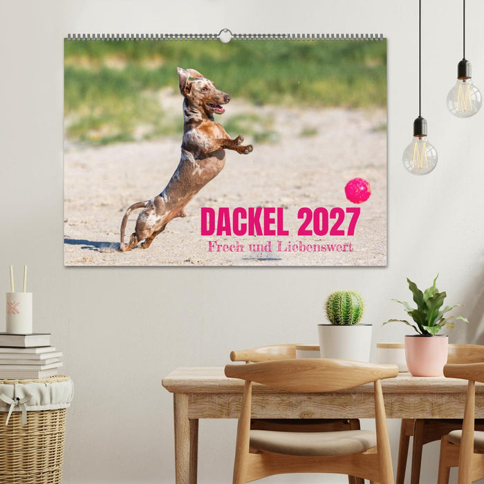 DACKEL 2027 Frech und Liebenwert (CALVENDO Wandkalender 2027)