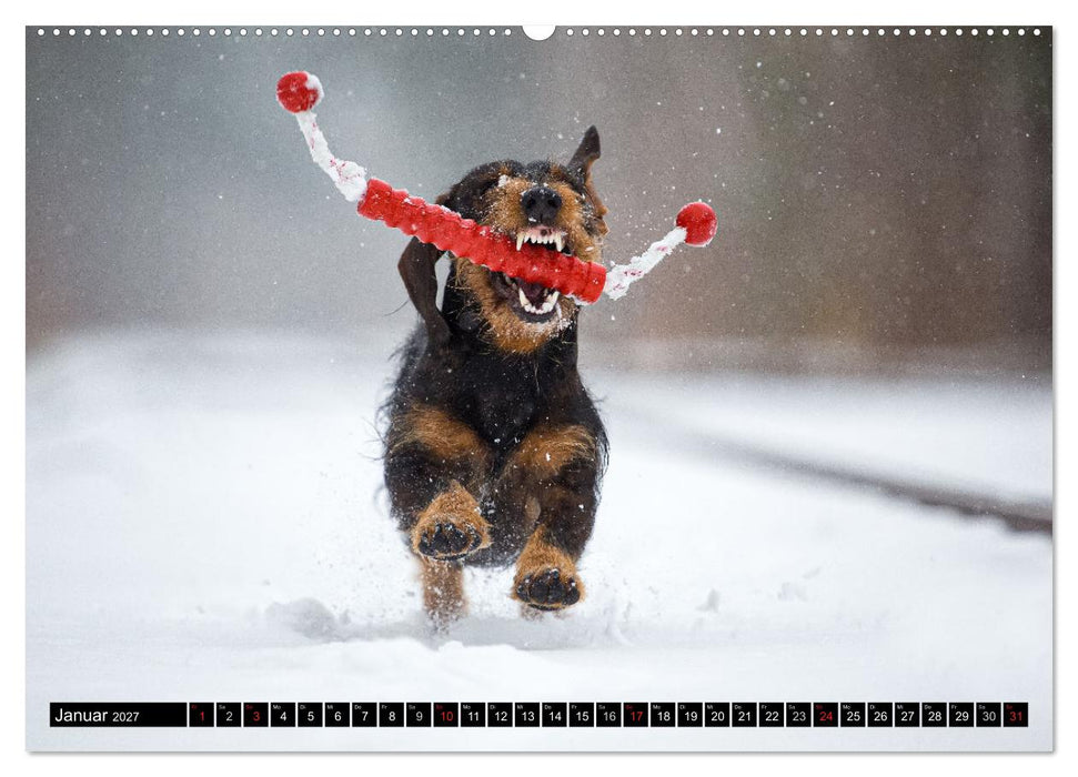 DACKEL 2027 Frech und Liebenwert (CALVENDO Wandkalender 2027)