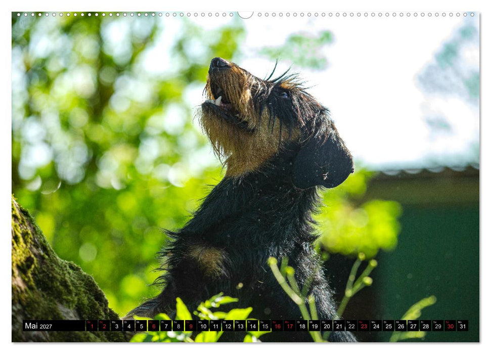 DACKEL 2027 Frech und Liebenwert (CALVENDO Wandkalender 2027)
