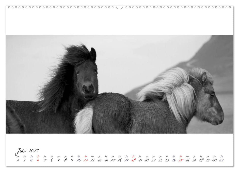 Islandpferde von Brimilsvellir (CALVENDO Premium Wandkalender 2027)