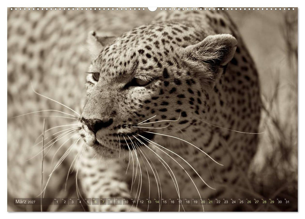 Botswana – Impressionen aus Afrika (CALVENDO Wandkalender 2027)