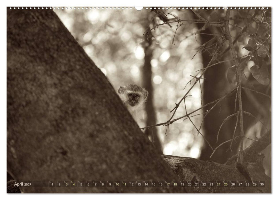 Botswana – Impressionen aus Afrika (CALVENDO Wandkalender 2027)