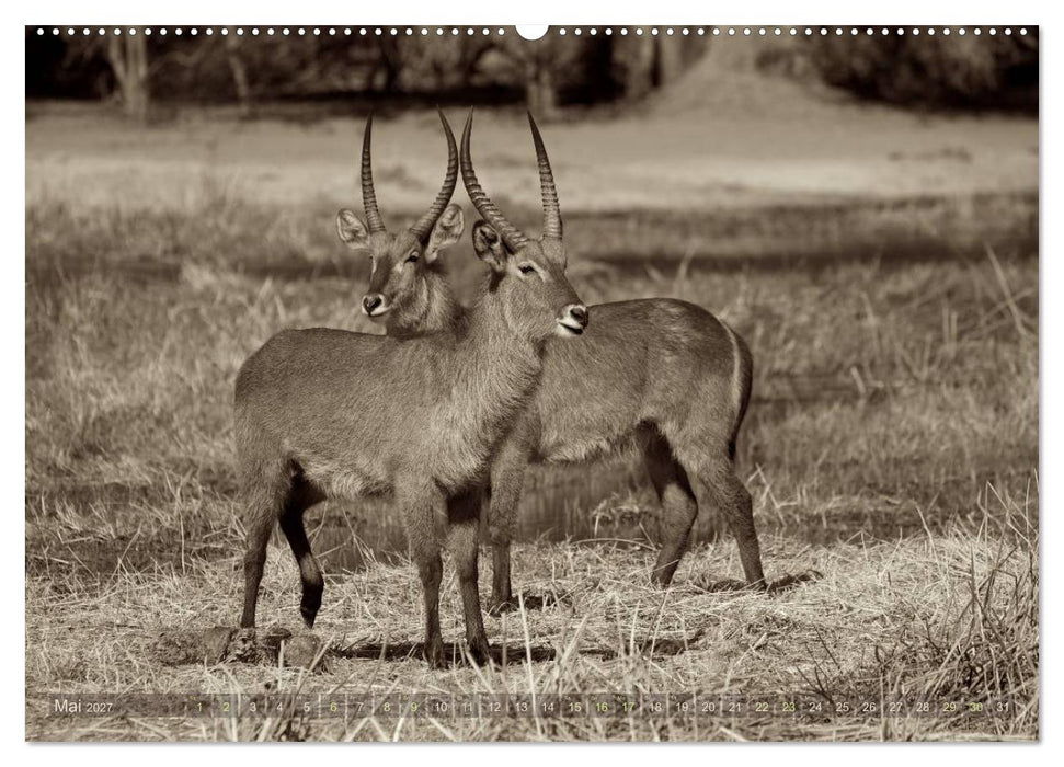 Botswana – Impressionen aus Afrika (CALVENDO Wandkalender 2027)