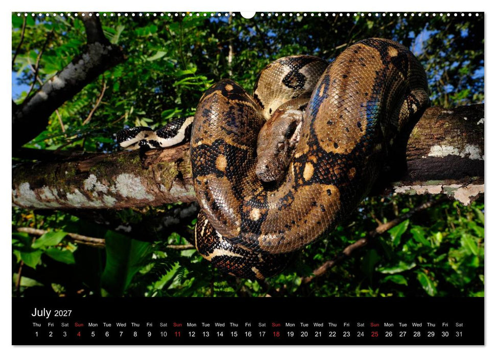 SNAKES / UK-Version (CALVENDO Premium-Calendar 2027)