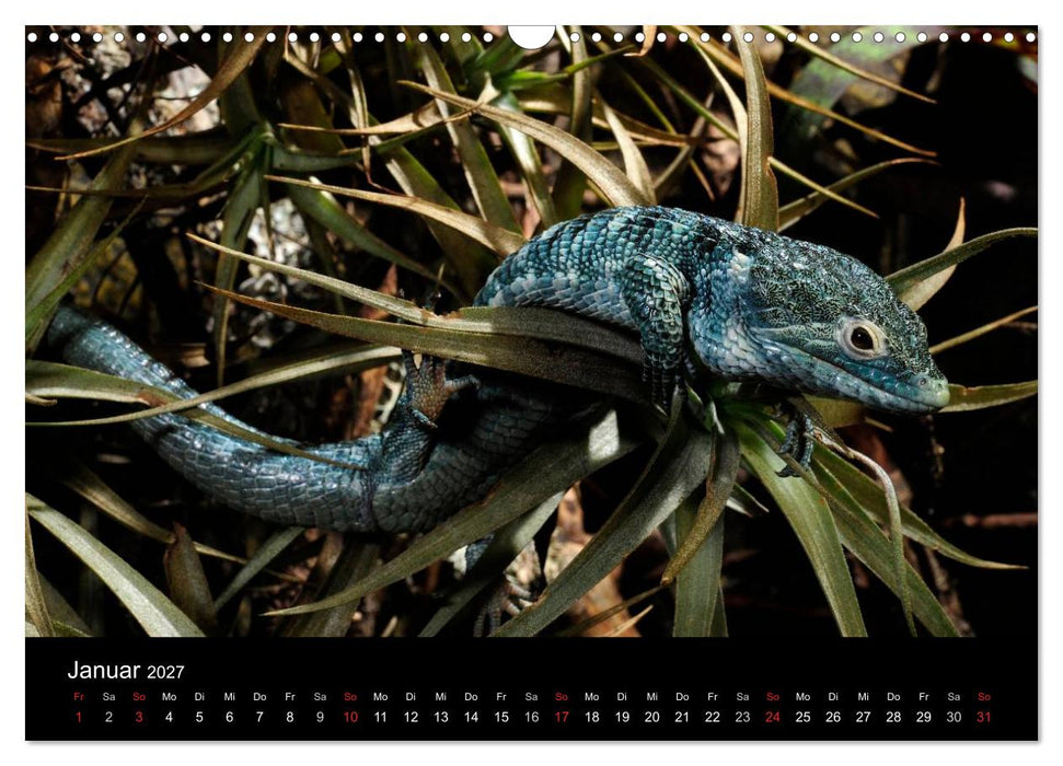 REPTILIEN IM TERRARIUM (CALVENDO Wandkalender 2027)