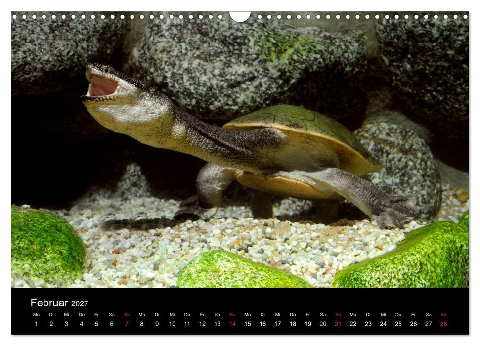 REPTILIEN IM TERRARIUM (CALVENDO Wandkalender 2027)