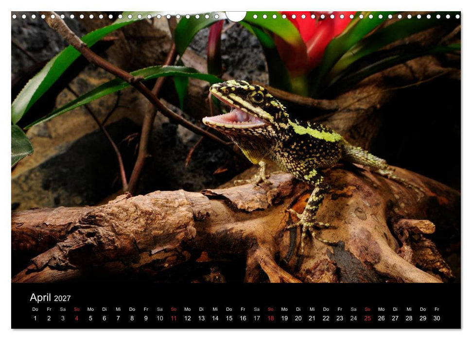 REPTILIEN IM TERRARIUM (CALVENDO Wandkalender 2027)