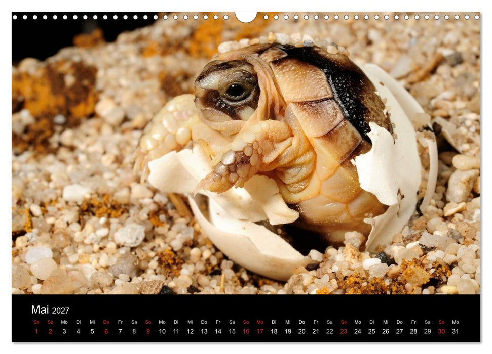 REPTILIEN IM TERRARIUM (CALVENDO Wandkalender 2027)