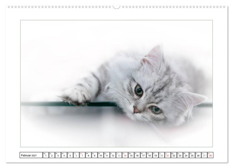 Katzen – Treue Begleiter (CH - Version) (CALVENDO Wandkalender 2027)