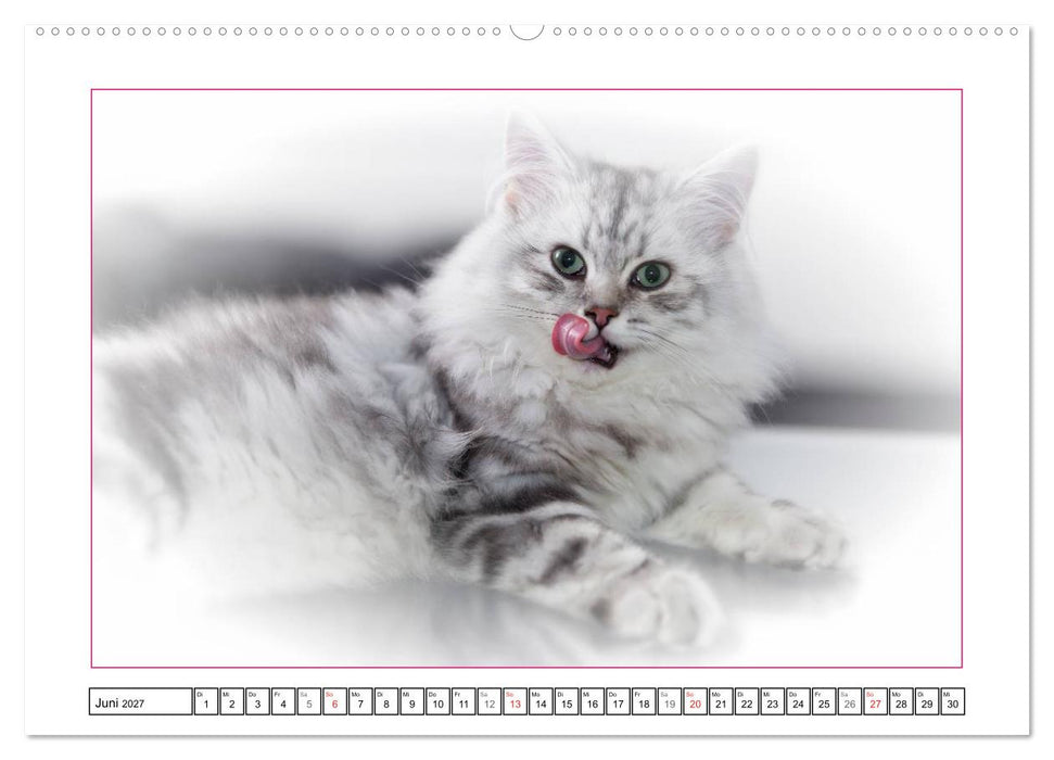 Katzen – Treue Begleiter (CH - Version) (CALVENDO Wandkalender 2027)