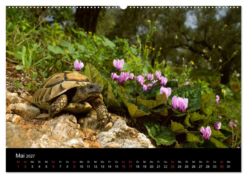 REPTILIEN (CALVENDO Premium Wandkalender 2027)