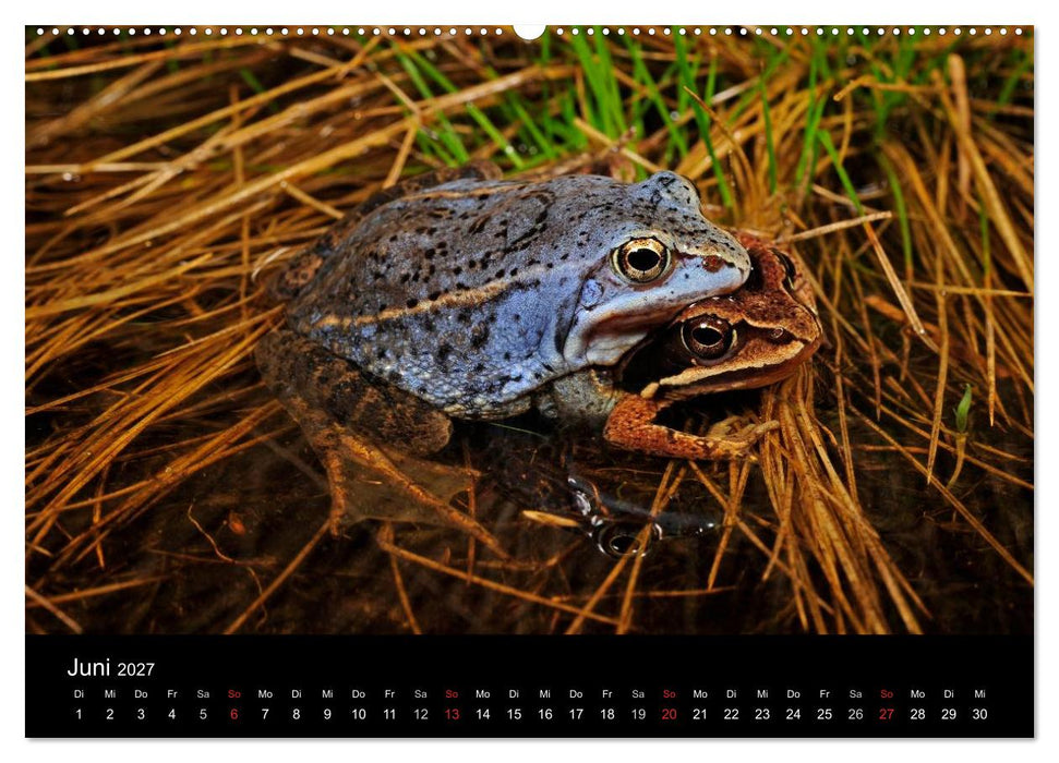 Frösche (CALVENDO Premium Wandkalender 2027)