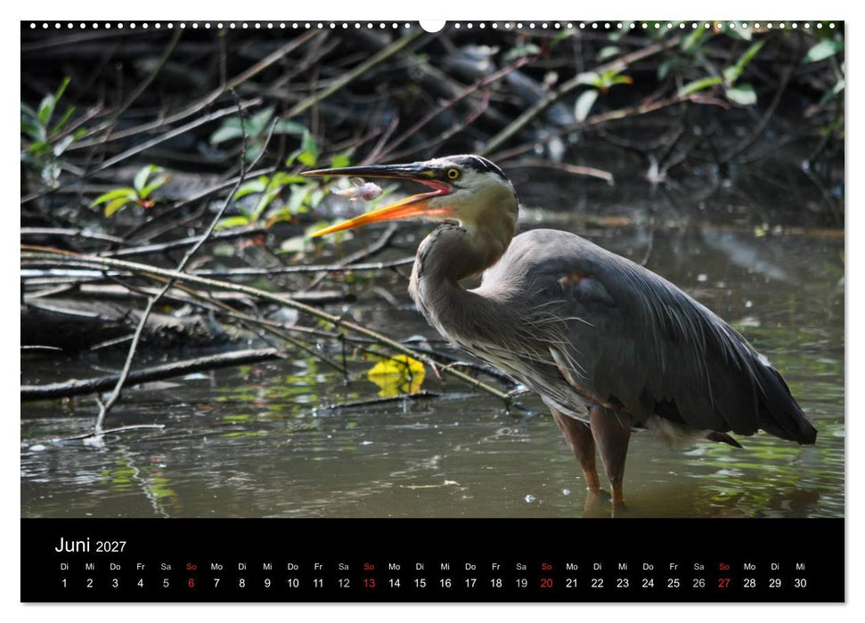 Vancouver und Vancouver Island 2027 (CALVENDO Wandkalender 2027)