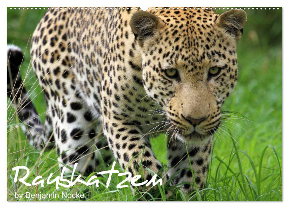 Raubkatzen (CALVENDO Wandkalender 2027)