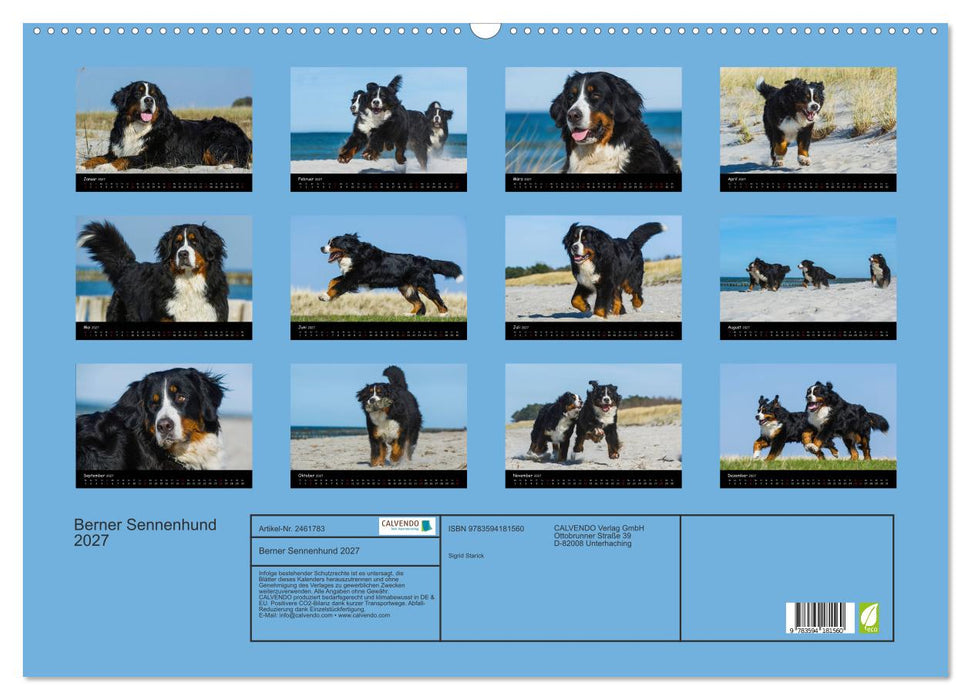 Berner Sennenhund 2027 (CALVENDO Wandkalender 2027)