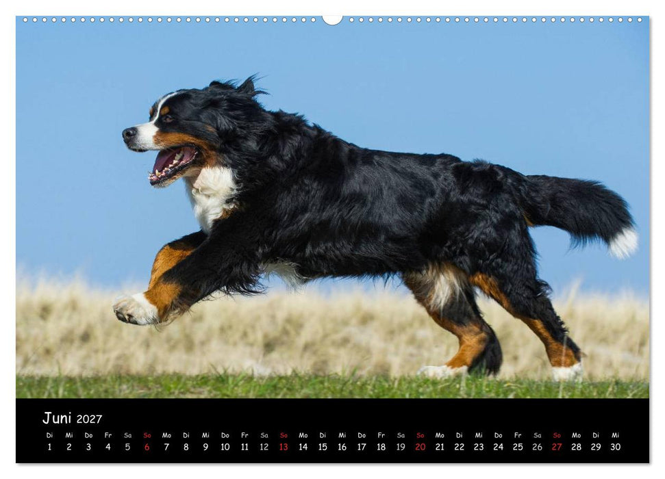 Berner Sennenhund 2027 (CALVENDO Wandkalender 2027)