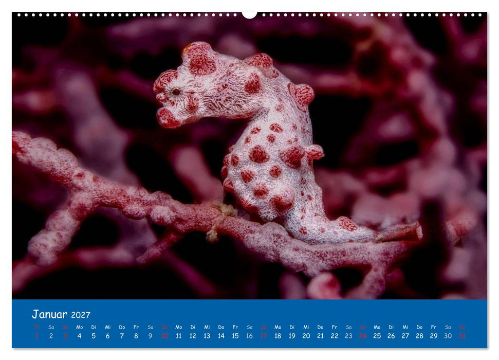 Unterwasserwelten (CALVENDO Wandkalender 2027)
