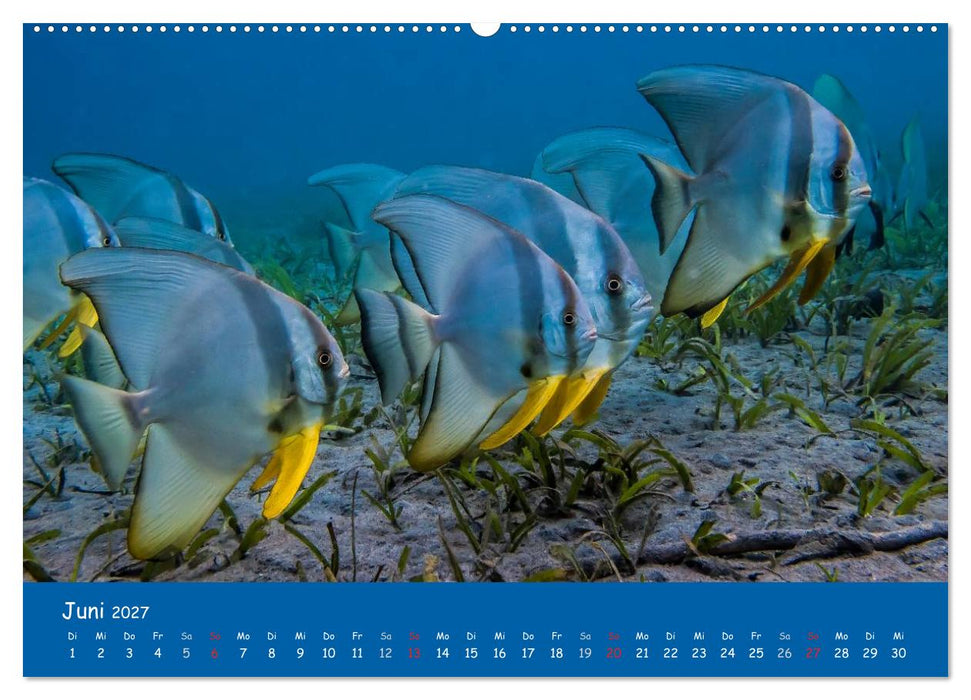 Unterwasserwelten (CALVENDO Wandkalender 2027)