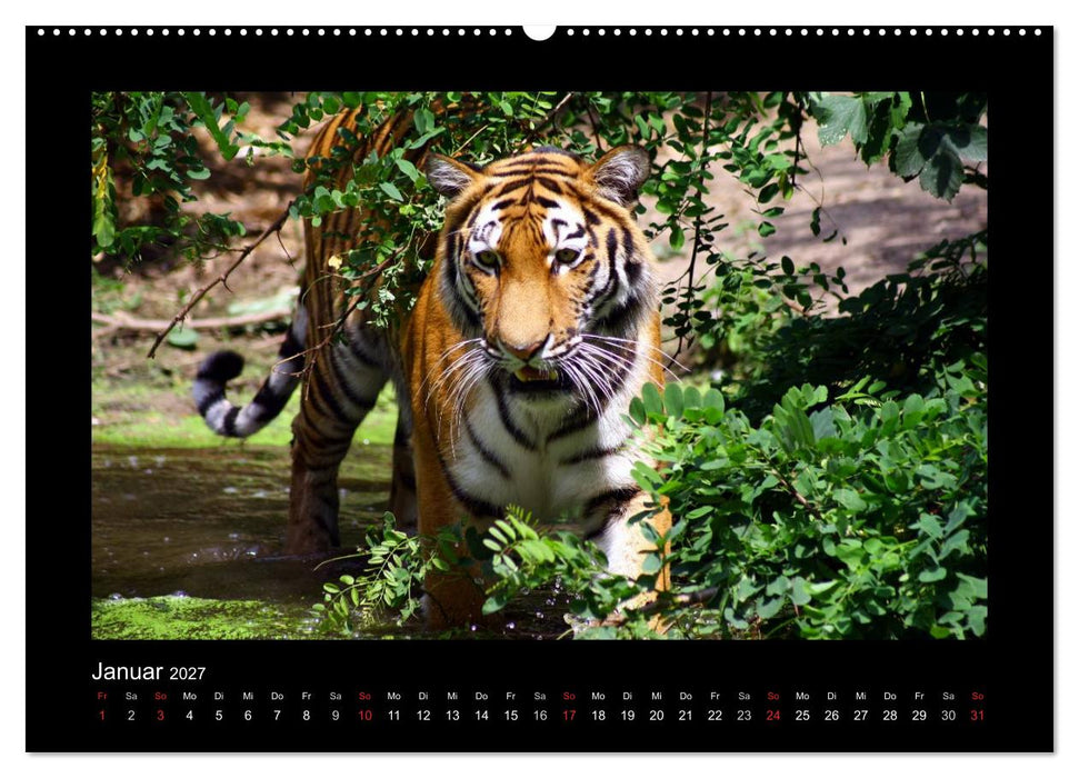 Welt der Katzen - Tiger (CALVENDO Premium Wandkalender 2027)