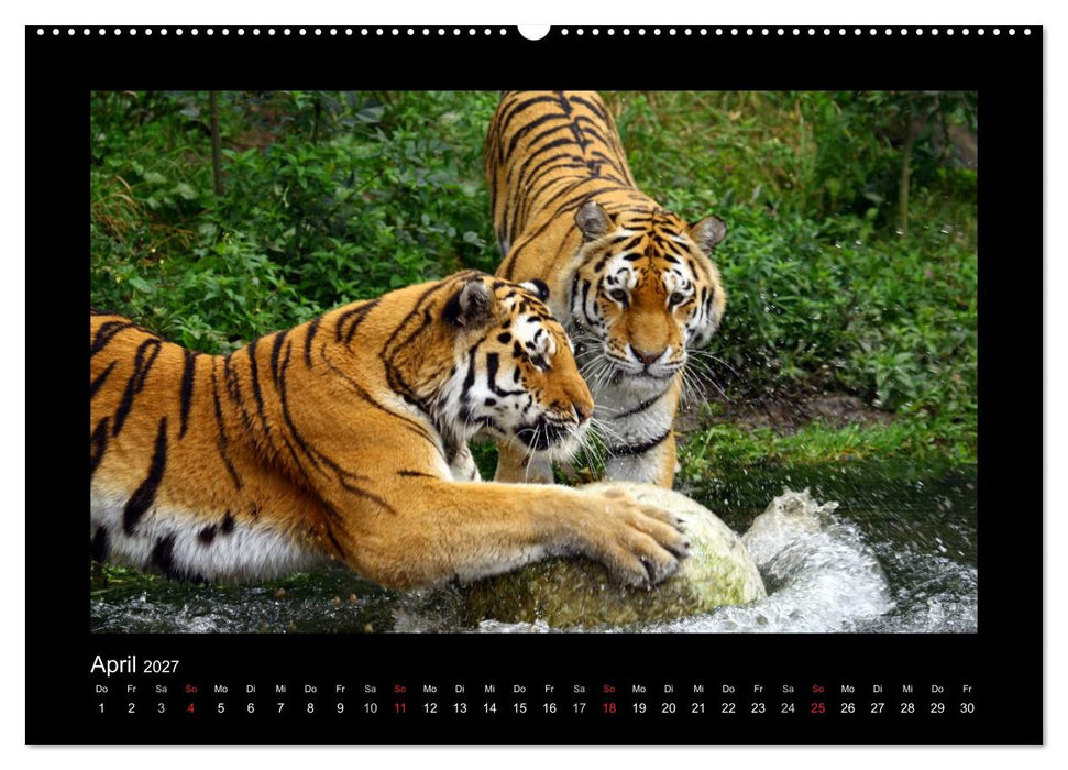 Welt der Katzen - Tiger (CALVENDO Premium Wandkalender 2027)