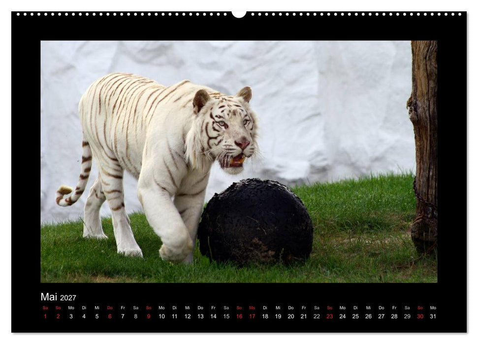Welt der Katzen - Tiger (CALVENDO Premium Wandkalender 2027)