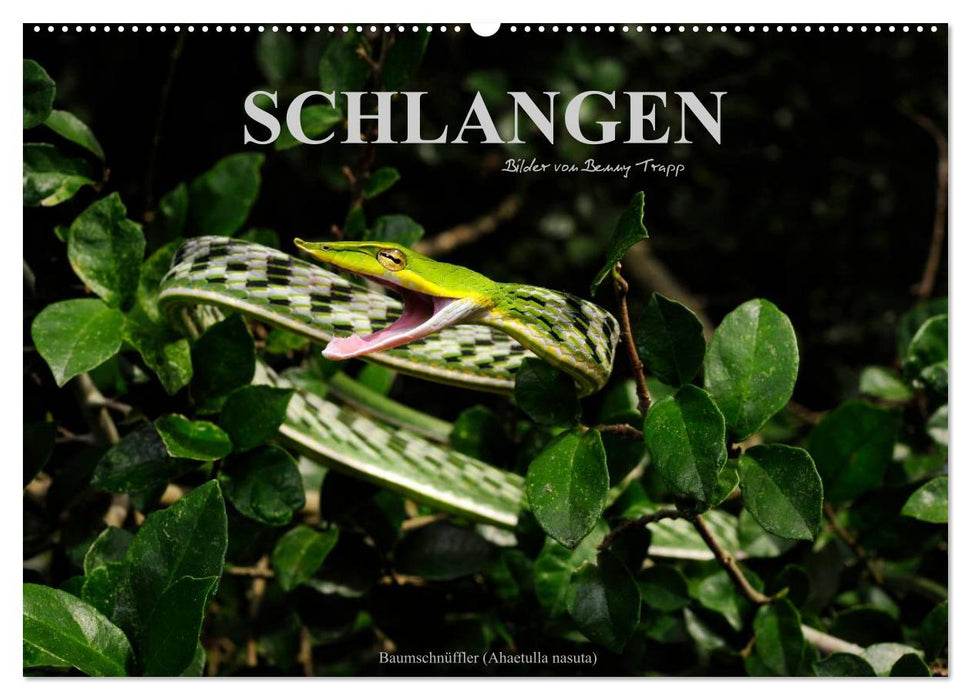 Schlangen (CALVENDO Wandkalender 2027)