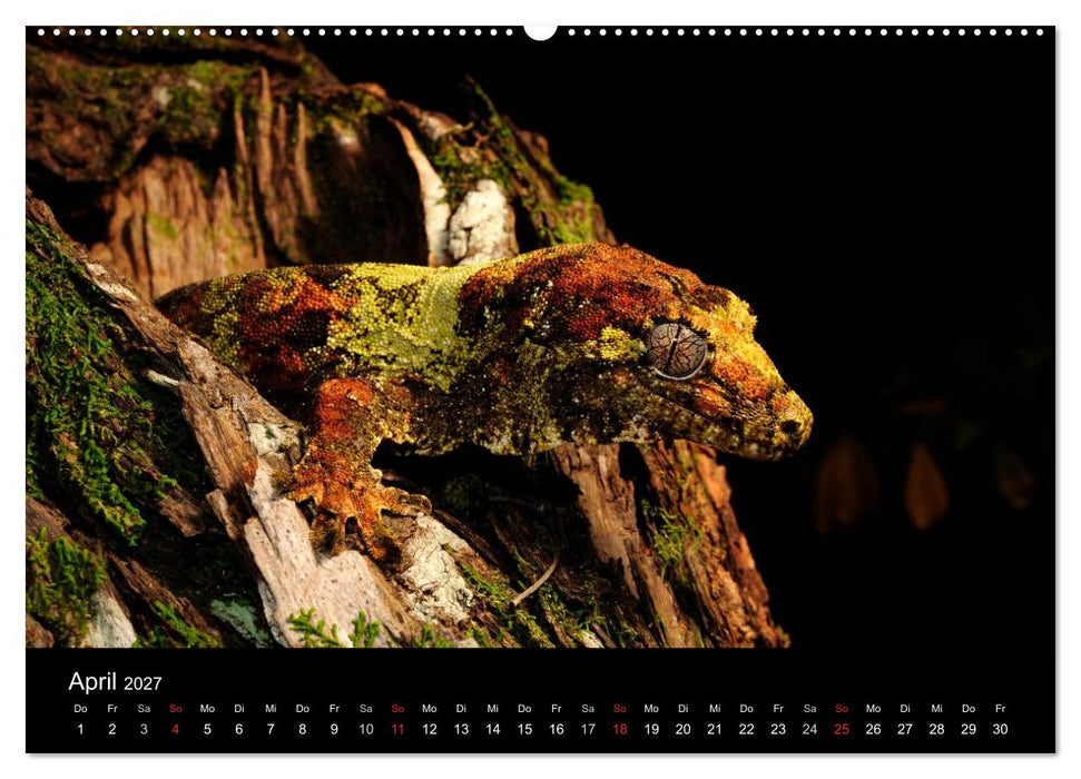 REPTILIEN (CALVENDO Wandkalender 2027)