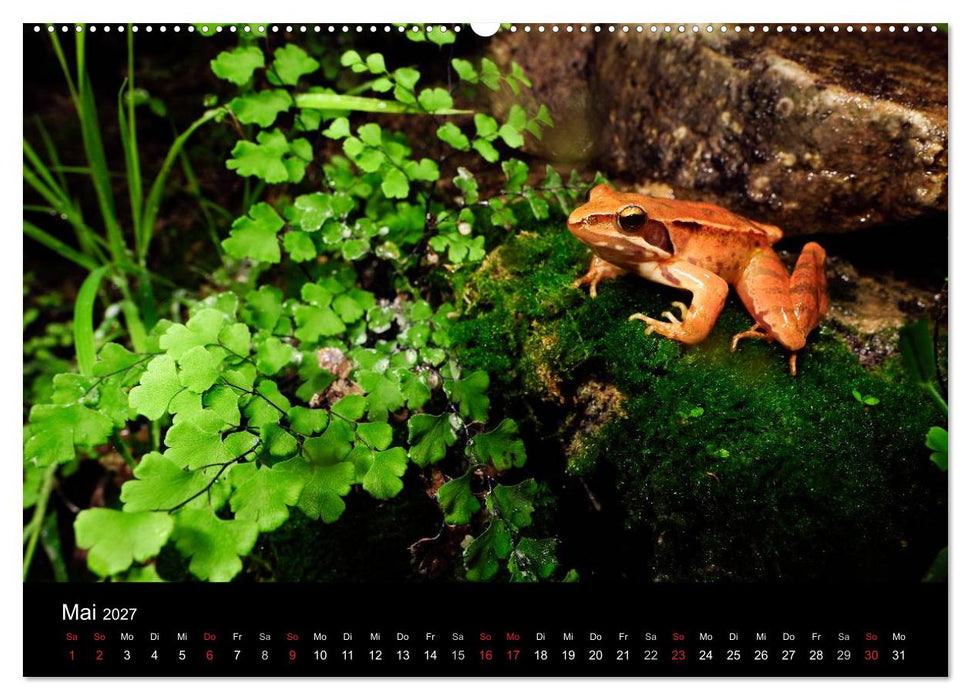 Frösche (CALVENDO Wandkalender 2027)