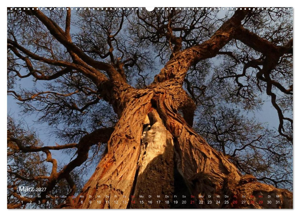 Afrikanische Bäume (CALVENDO Premium Wandkalender 2027)