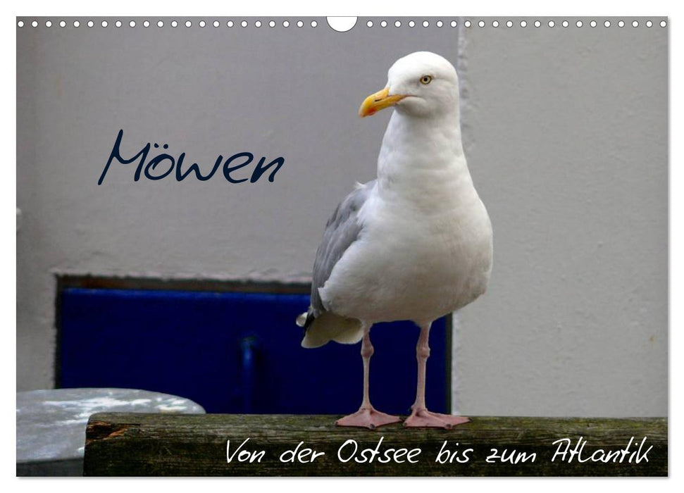 Möwen - Von der Ostsee bis zum Atlantik (CALVENDO Wandkalender 2027)
