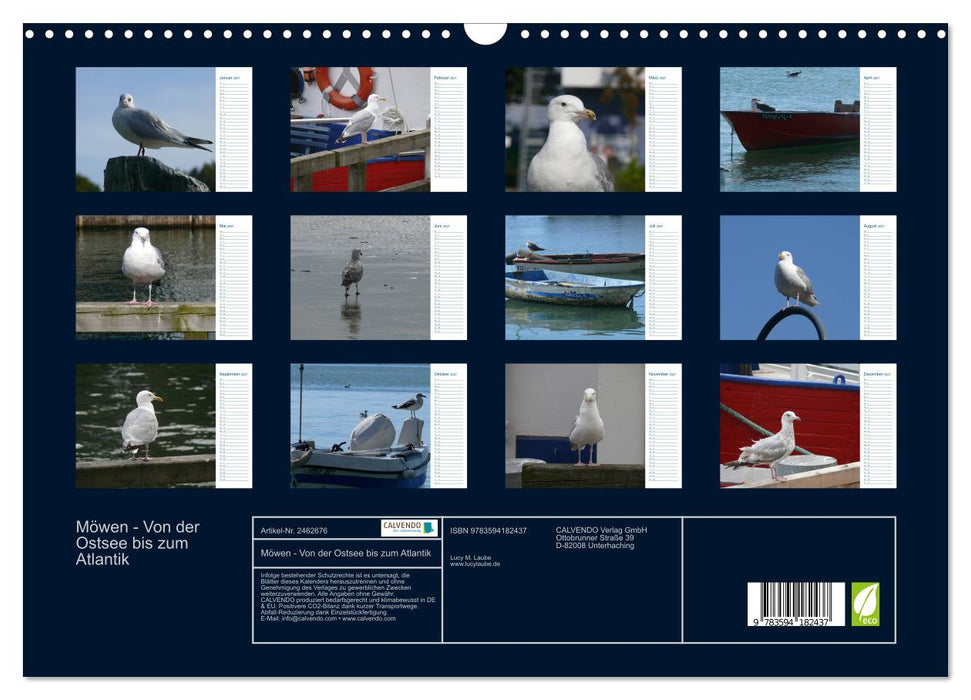 Möwen - Von der Ostsee bis zum Atlantik (CALVENDO Wandkalender 2027)