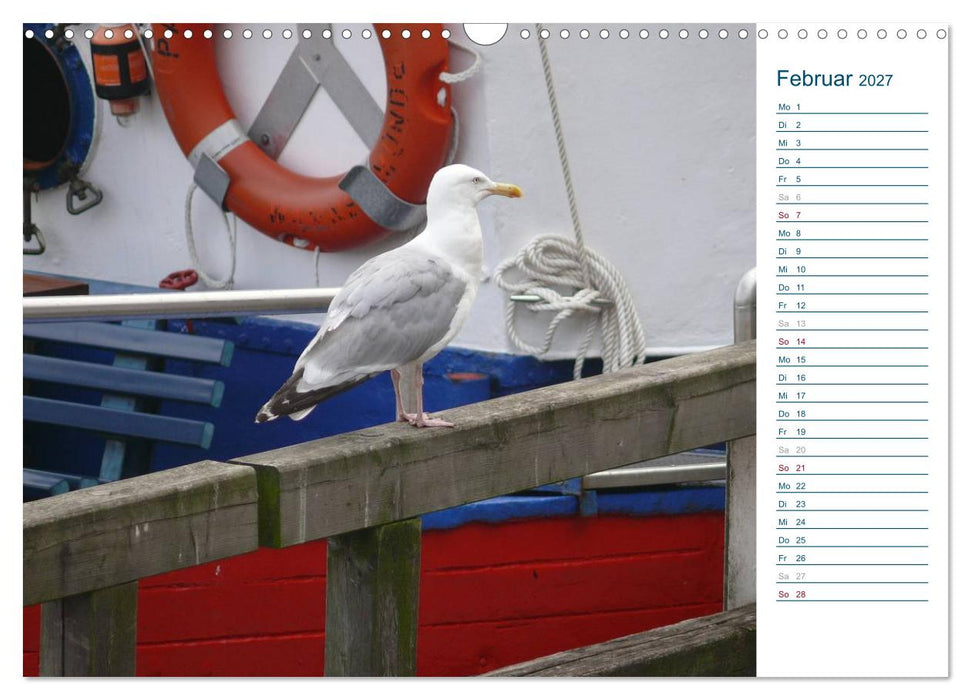 Möwen - Von der Ostsee bis zum Atlantik (CALVENDO Wandkalender 2027)