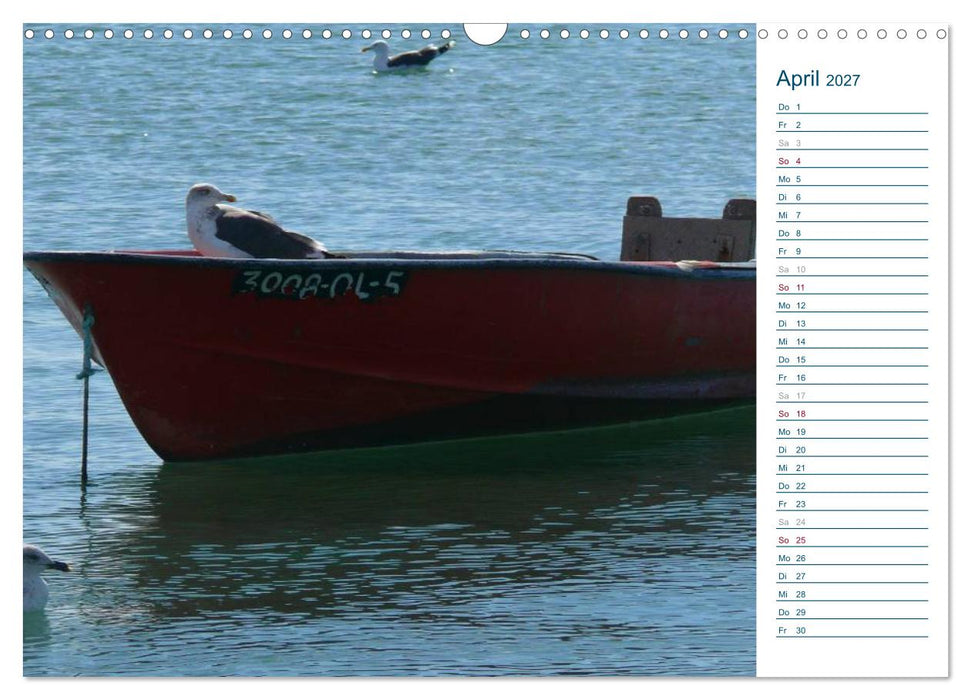 Möwen - Von der Ostsee bis zum Atlantik (CALVENDO Wandkalender 2027)
